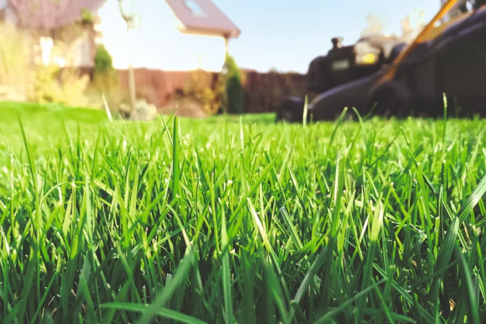 Nahaufnahme von grünem Gras